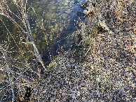 #8: Ground cover at the confluence point. 