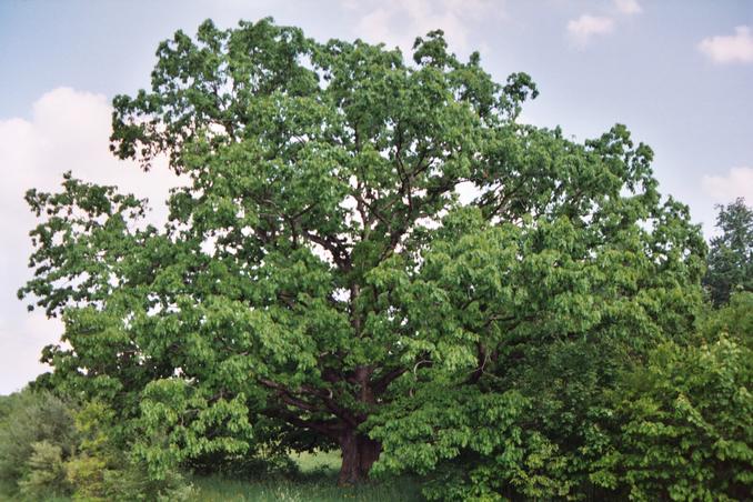 Looking SE-- A truly beautiful tree