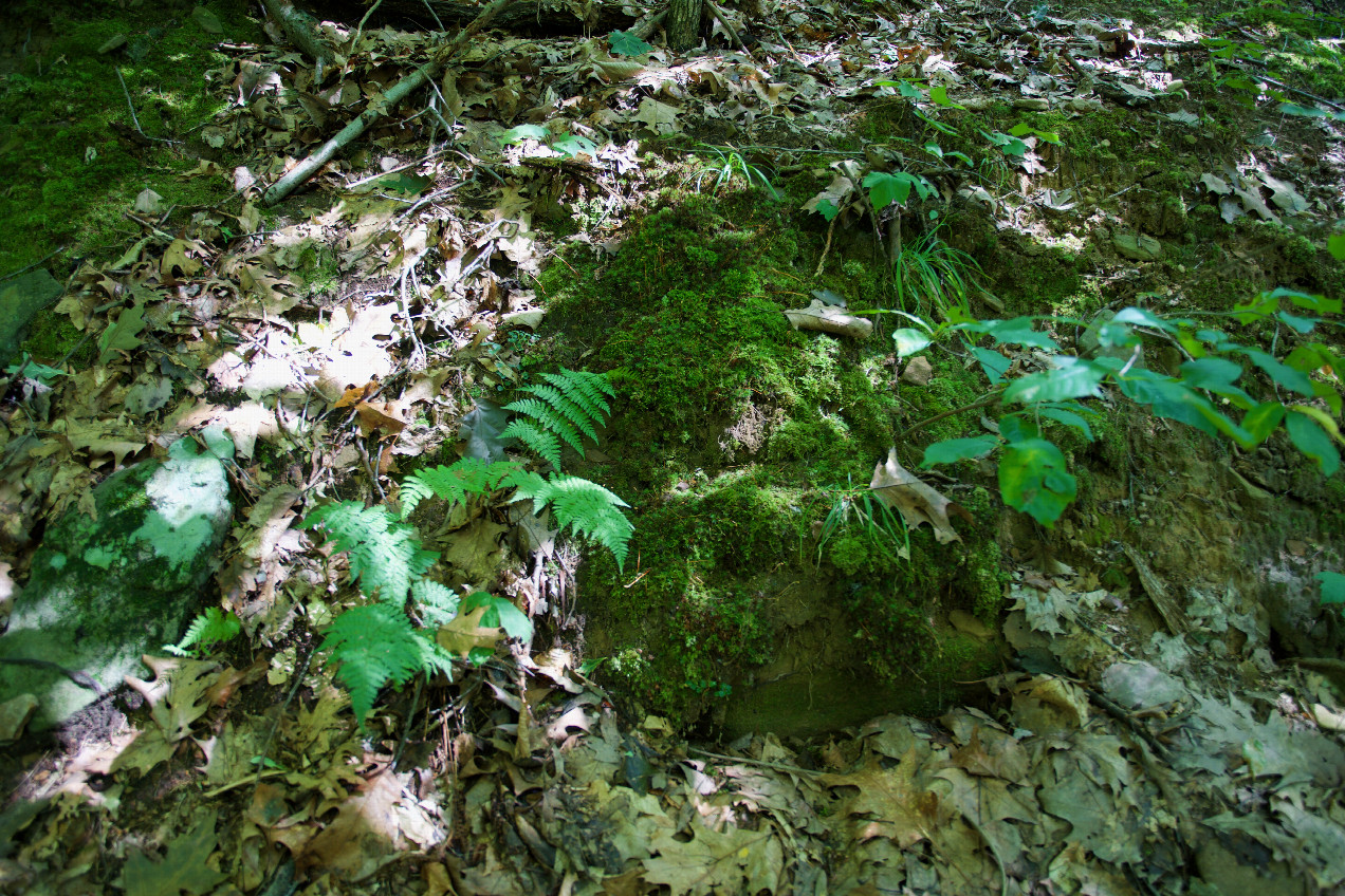 Ground cover at the confluence point