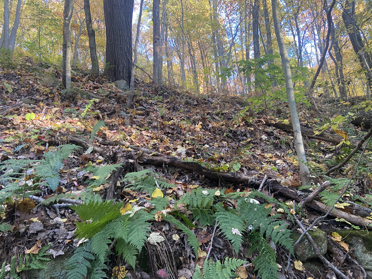 View to the south from the confluence point. 