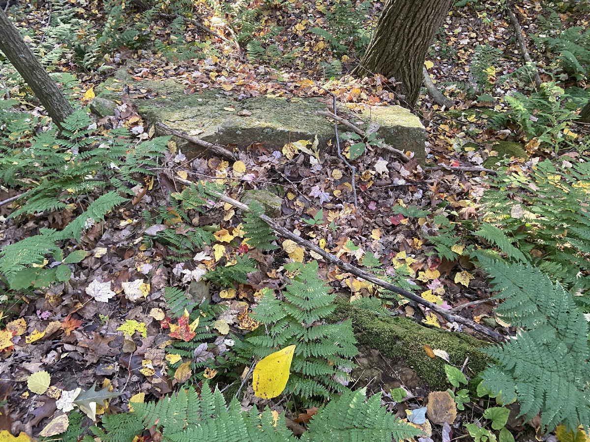 Ground cover at the confluence point. 