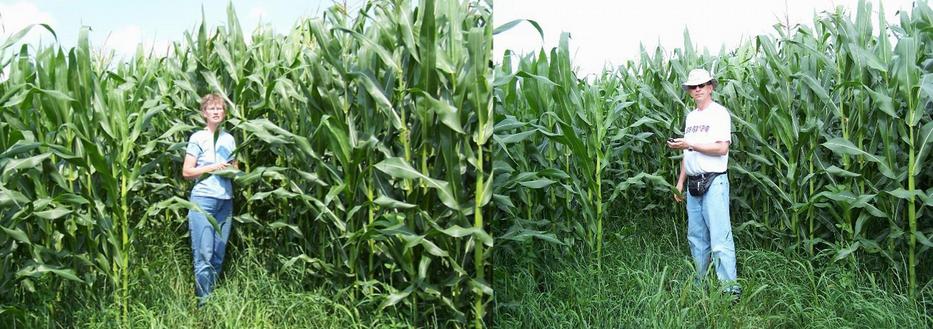 Standing at the edge of the corn field.