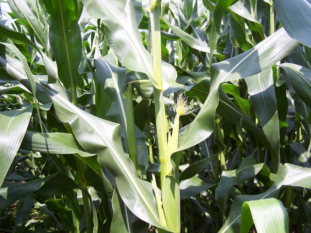 Looking North - corn.