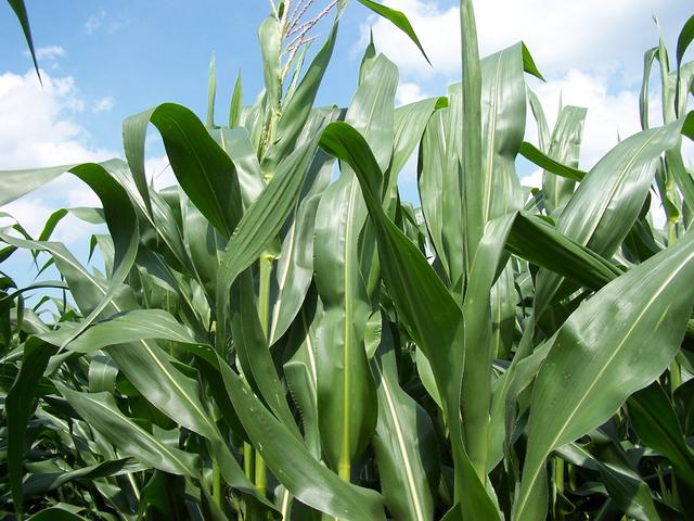 Looking East - more corn.