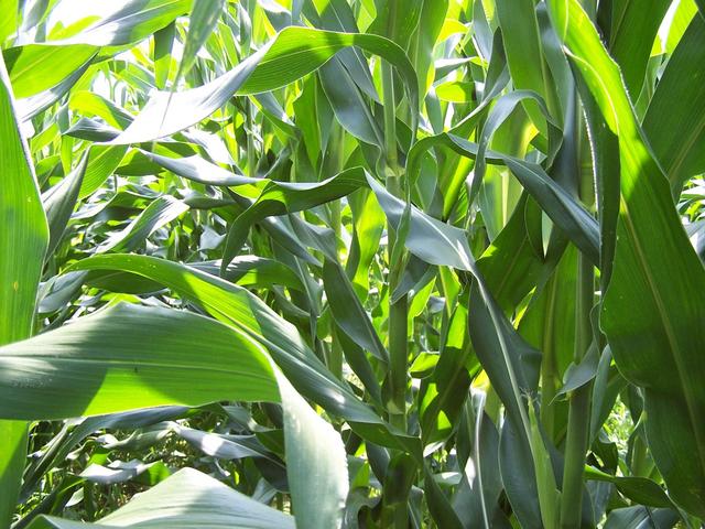 Looking South - even more corn!