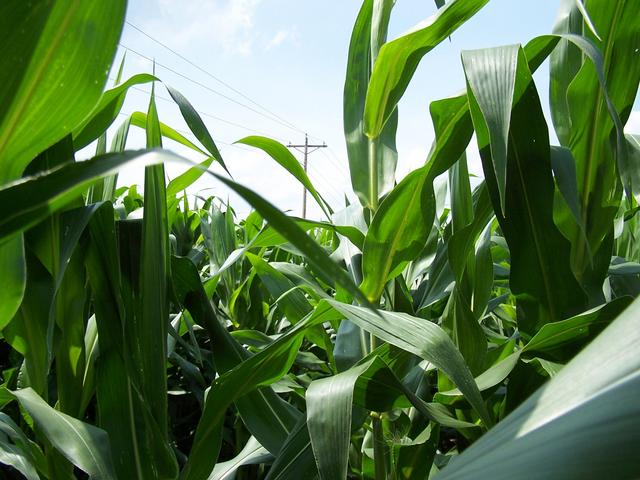 West view - still more corn.