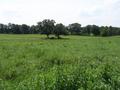 #8: View Southwest from the edge of the corn field.