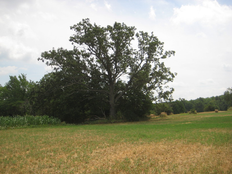 Old Tree between the road the confluence point