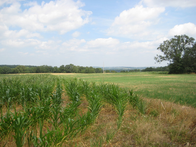 Corn... Knee High in July?