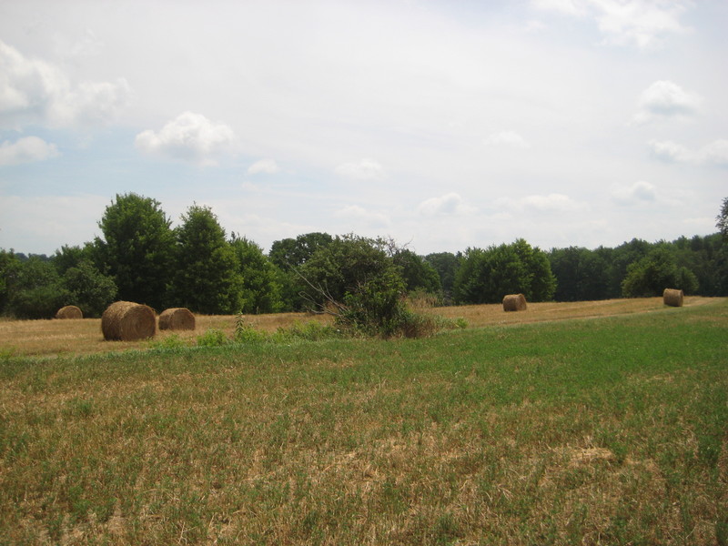 Round Bails of Hay