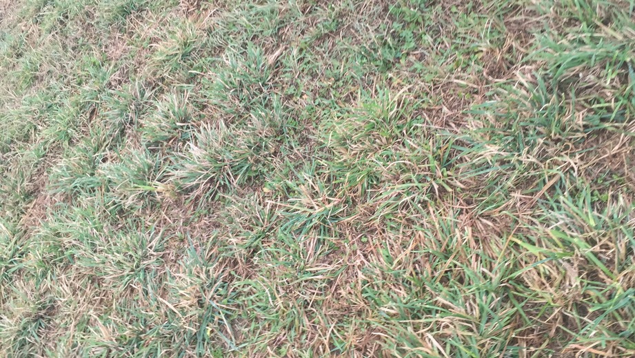 Grass ground cover at confluence point. 