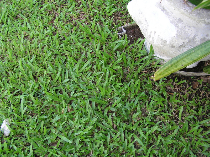 Ground cover at the confluence site.