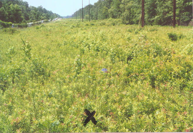 Looking north over the spot.