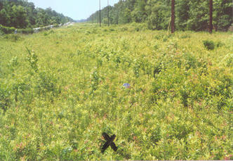 #1: Looking north over the spot.