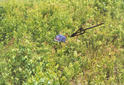 #2: Hat marks the spot in the wildflowers.