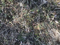 #8: Ground cover at the confluence.