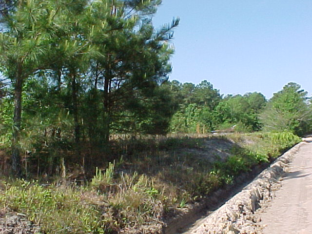 General Location 2 Clump of trees