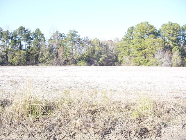 Looking North from the confluence point