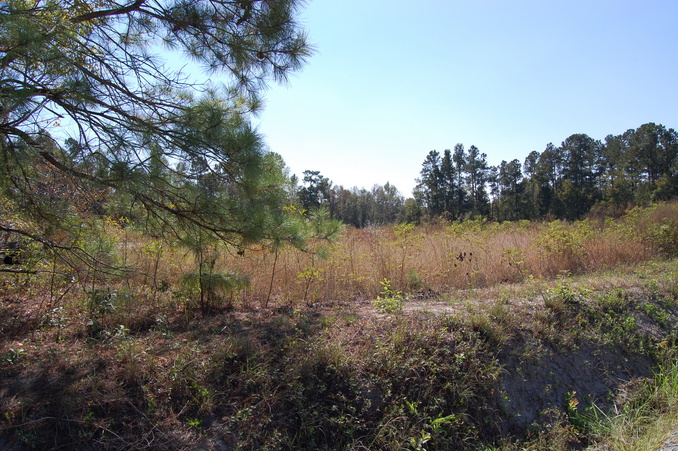 looking south from the confluence.