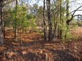 #2: A sparse stand of pine trees to the south.