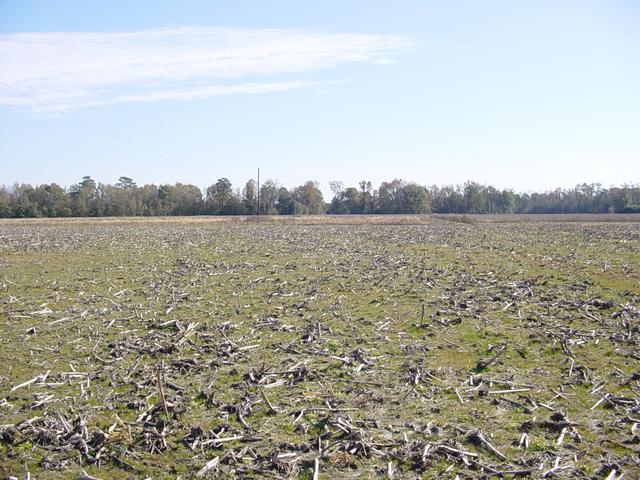 Looking East from the confluence point