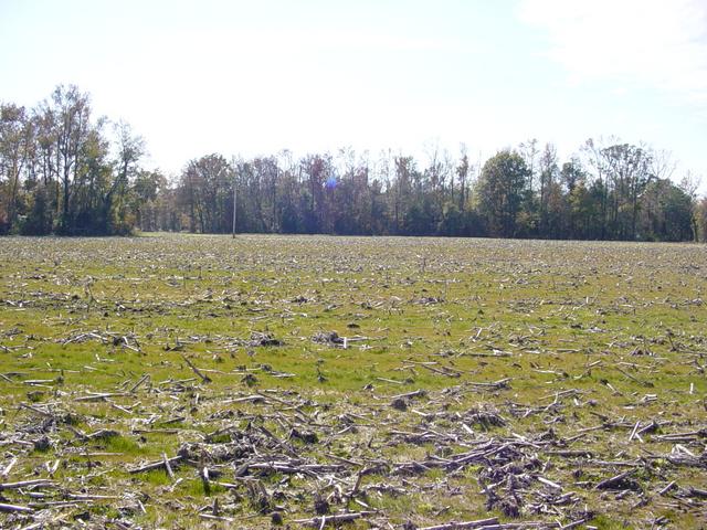 Looking South from the confluence point