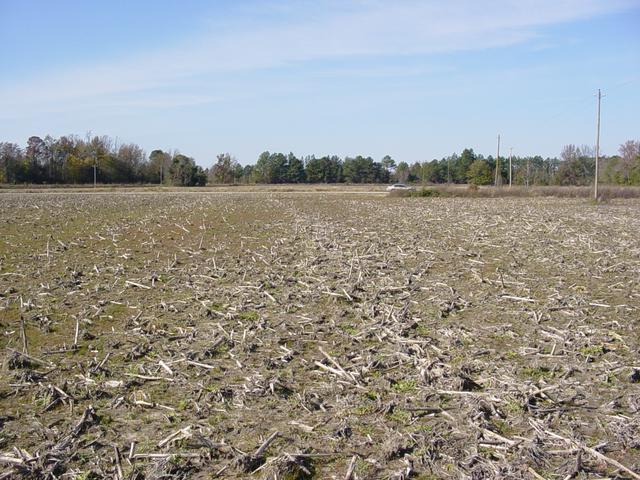 Looking West from the confluence point