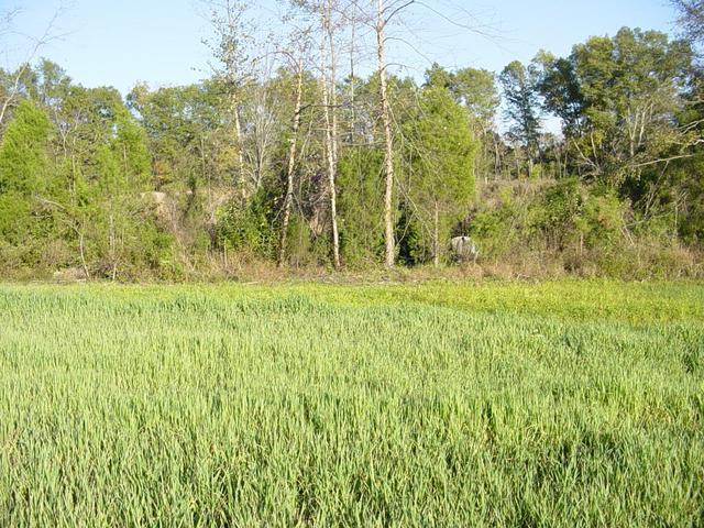 Looking East from the confluence point