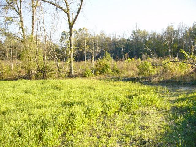 Looking South from the confluence point