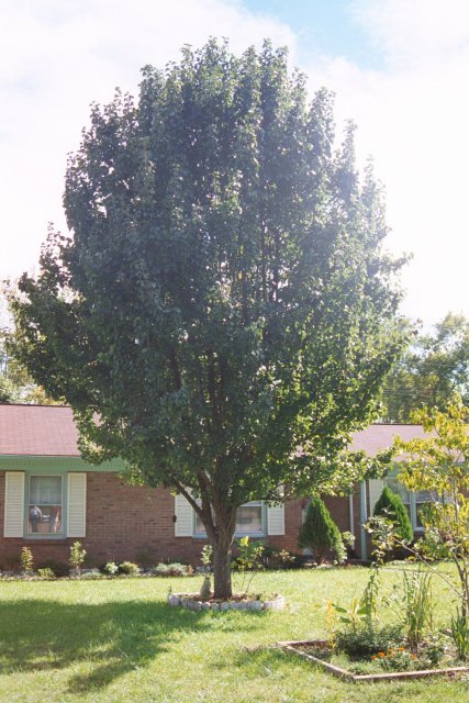 Bradford pear tree as seen from street