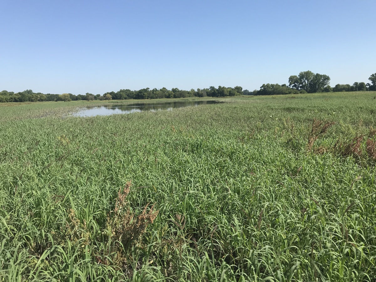 View to the north from the confluence point showing the open water in the mid-distance. 