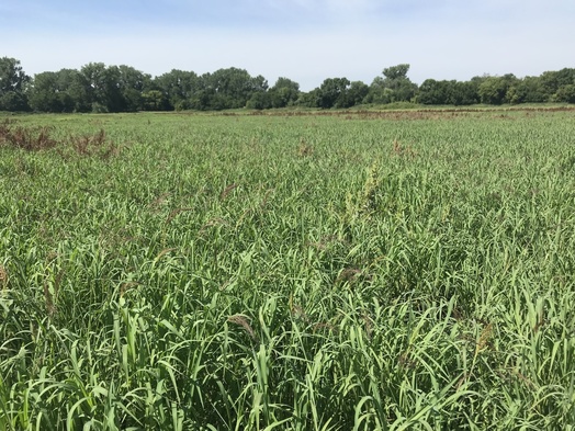 #1: Site of 43 North 97 West, in wetland in foreground, looking southwest. 