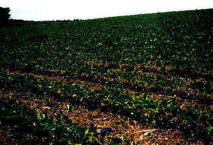 The eMap lying in the Soy Bean field