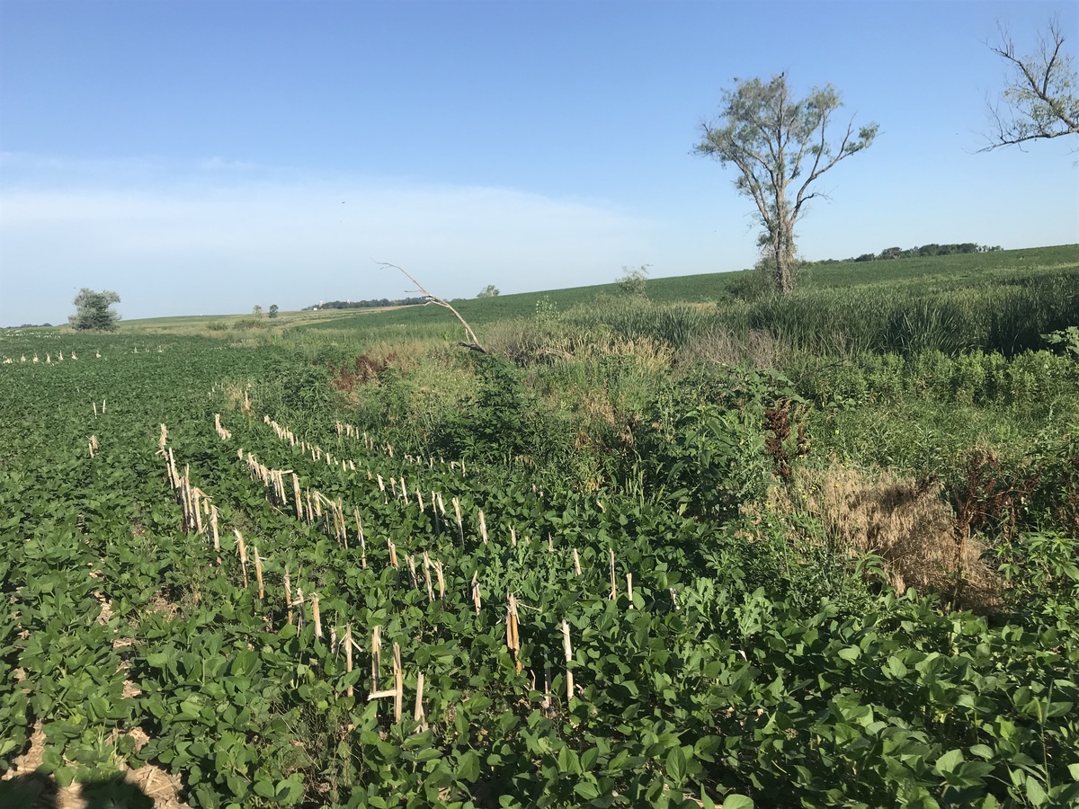 Corn and soybeans en route to the confluence point. 