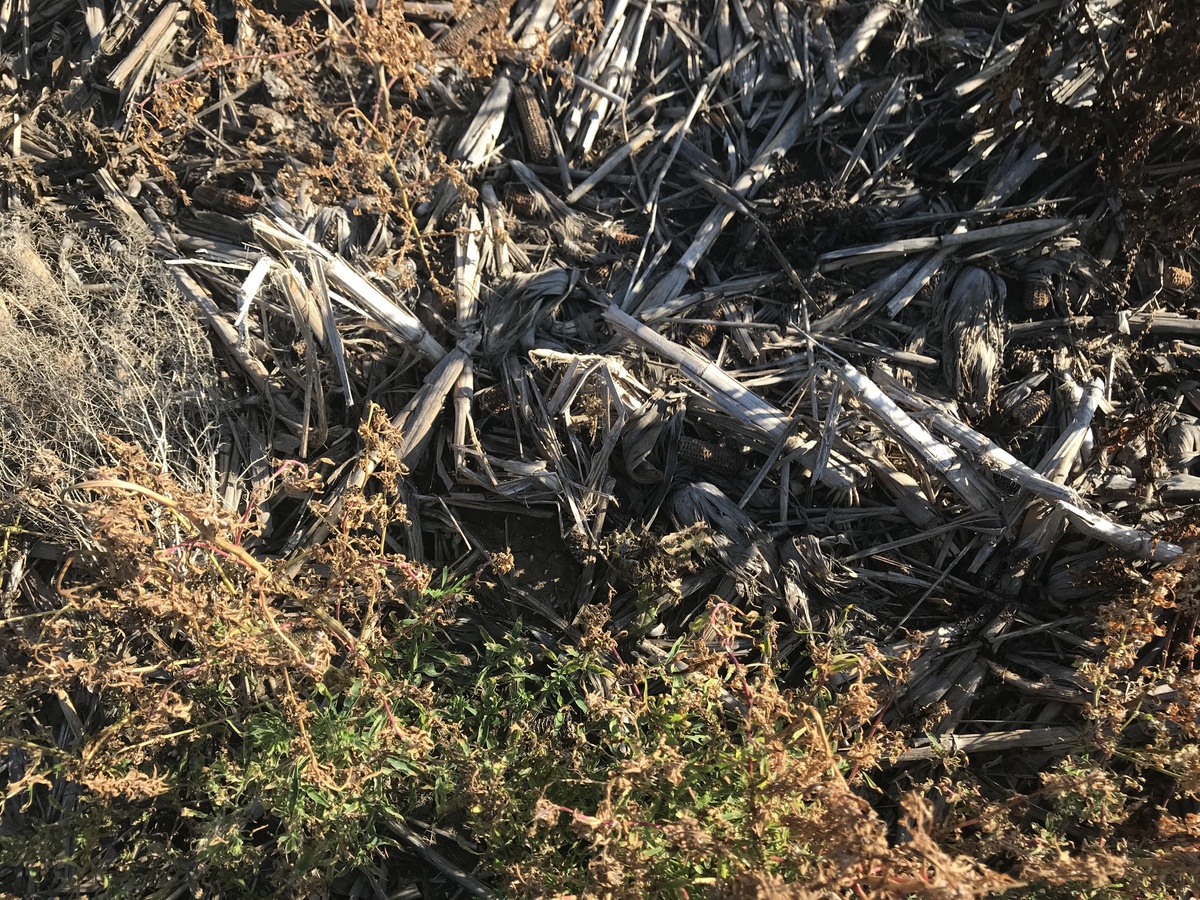 Ground cover at confluence point. 