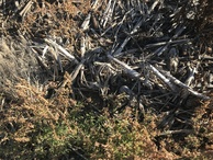 #4: Ground cover at confluence point. 