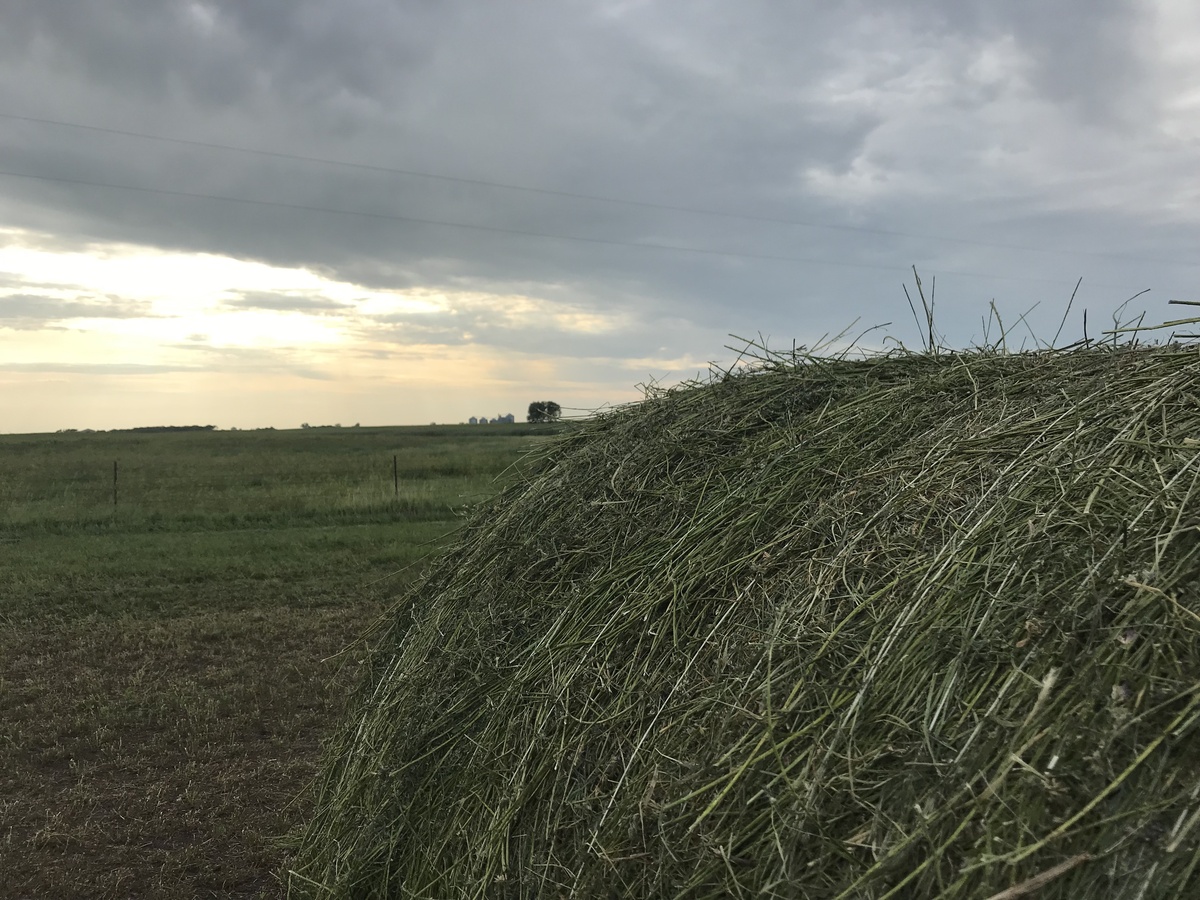 Hay bales en route to the confluence point. 