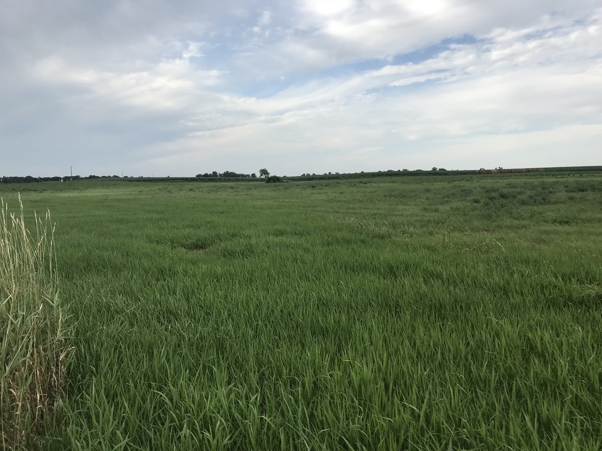 View to the north from the confluence point.