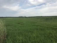 #5: View to the north from the confluence point.