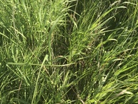 #4: Ground cover at confluence point. 