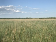 #6: View to the east from the confluence point. 