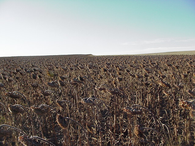 More Sunflowers Looking South