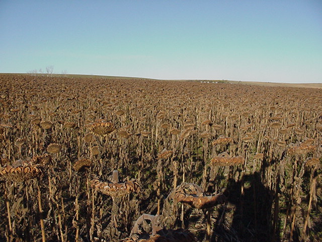 Still More Sunflowers Looking West