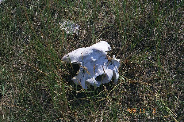 Could these be the remains of the first confluence seeker??