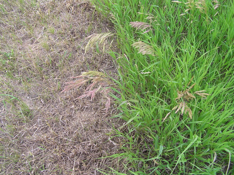 Ground cover at the confluence point.