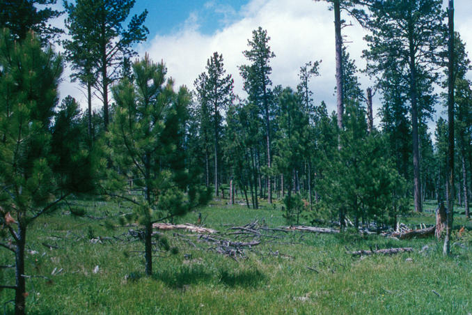 view to the north from confluence