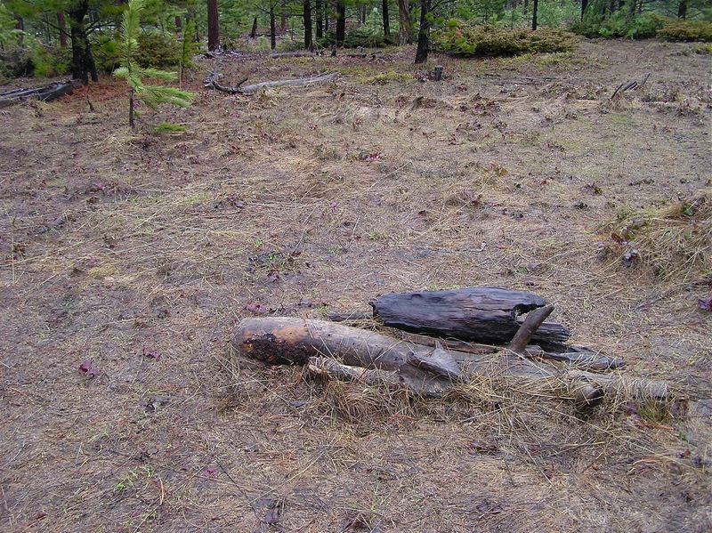 The confluence point lies in this open patch of forest.  (There's also a geocache under the wooden cairn.)