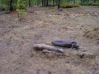 #1: The confluence point lies in this open patch of forest.  (There's also a geocache under the wooden cairn.)