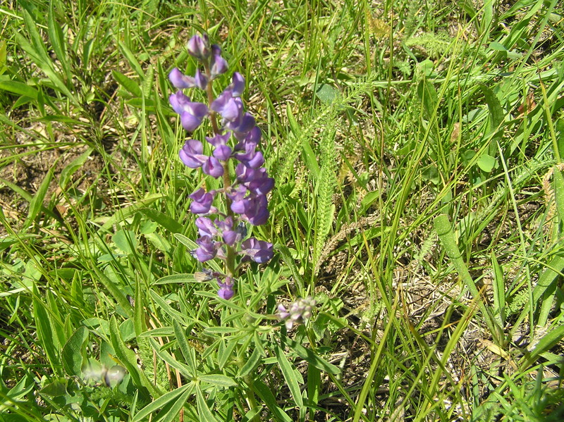 Ground cover at the confluence point:  Flowers and grasses.