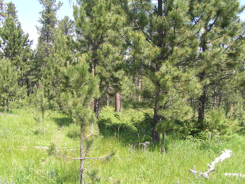 View to the north from the confluence.